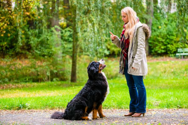 Brain Training for Dogs Science Behind